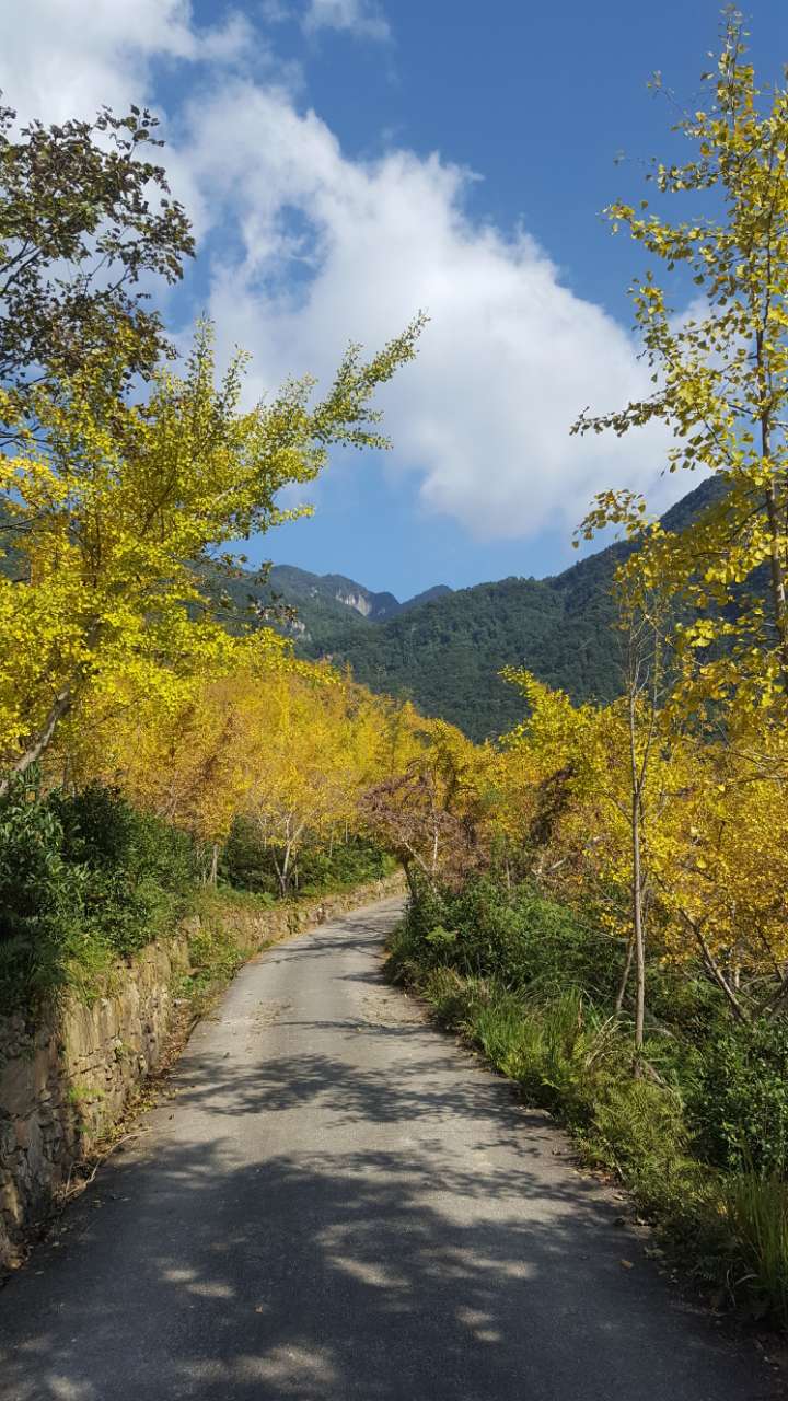 匡山银杏 涪江六峡