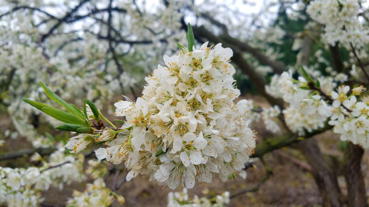 贯山李子花开了.
