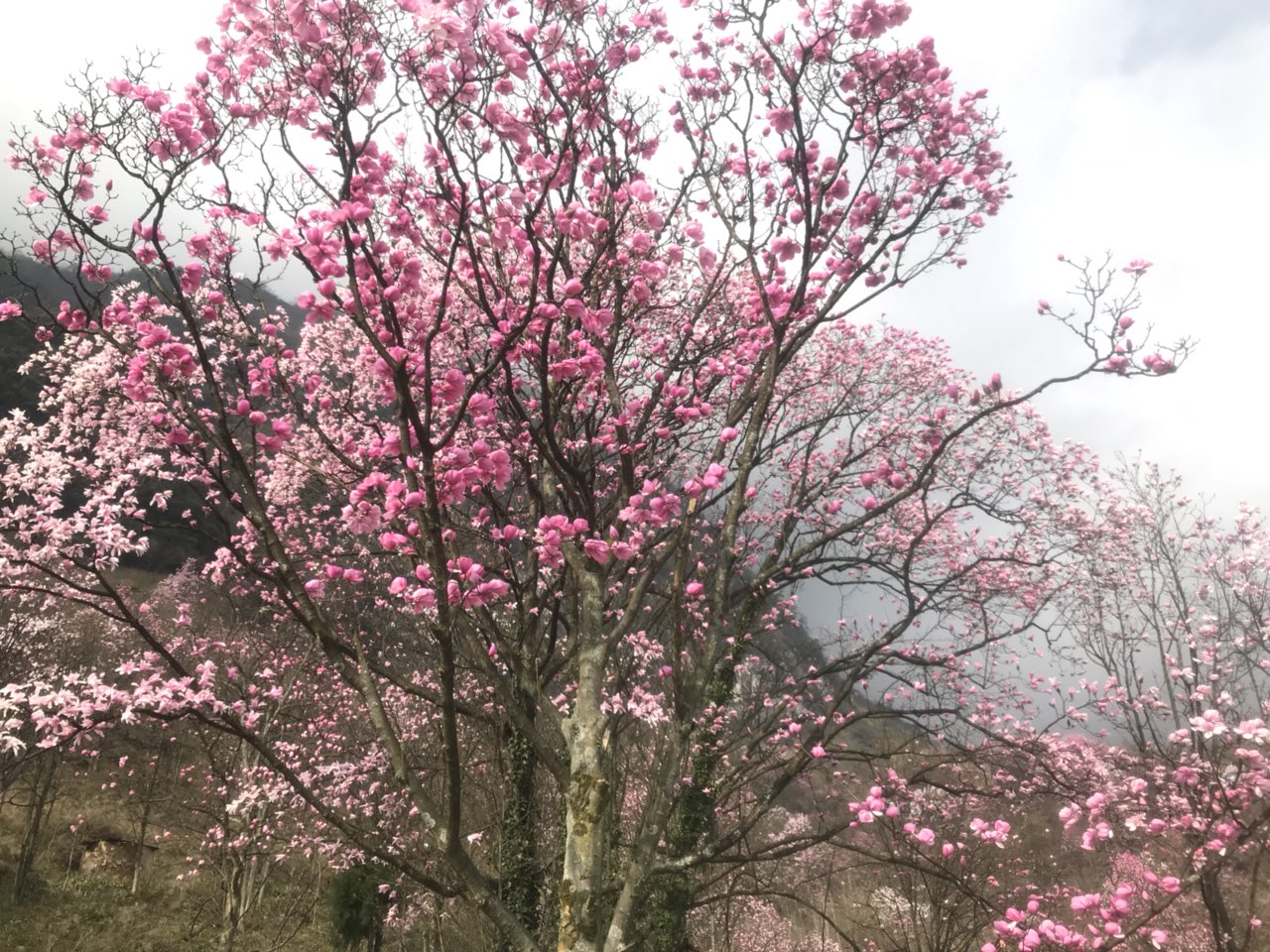 天呐!九皇山居然有这么多辛夷花