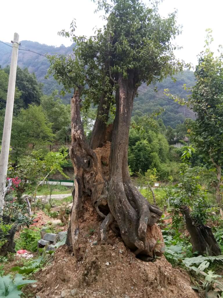 最粗山木香树图片图片