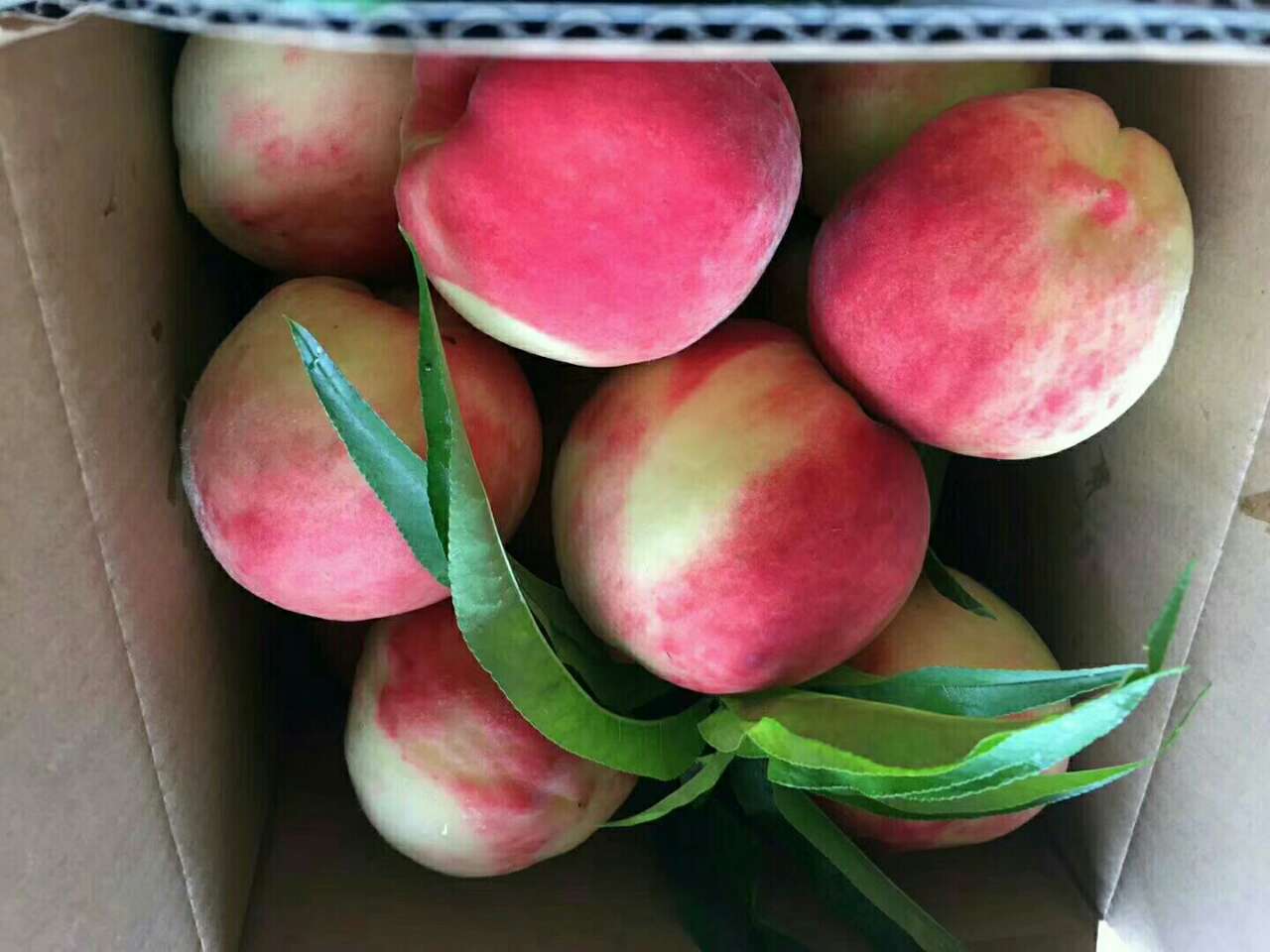 青山绿水出鲜桃青林口古镇白花桃熟了色泽鲜艳汁