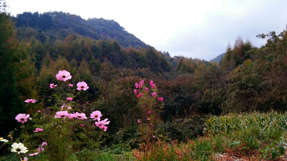 江油观雾山风光