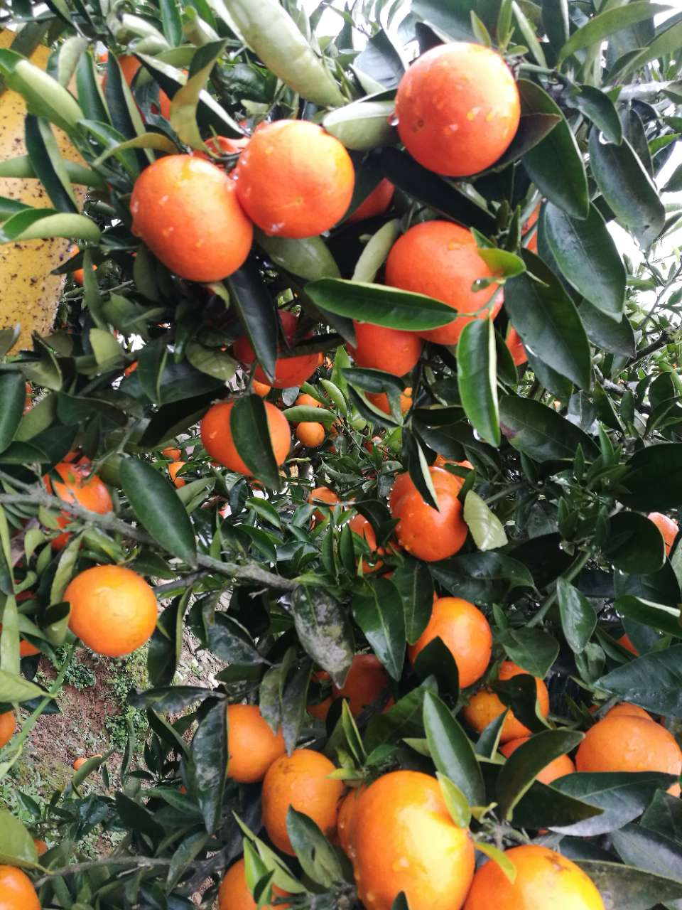 20元江油城区可送.自己老妈种的.西班牙红桔.可以自由采摘,4元一斤
