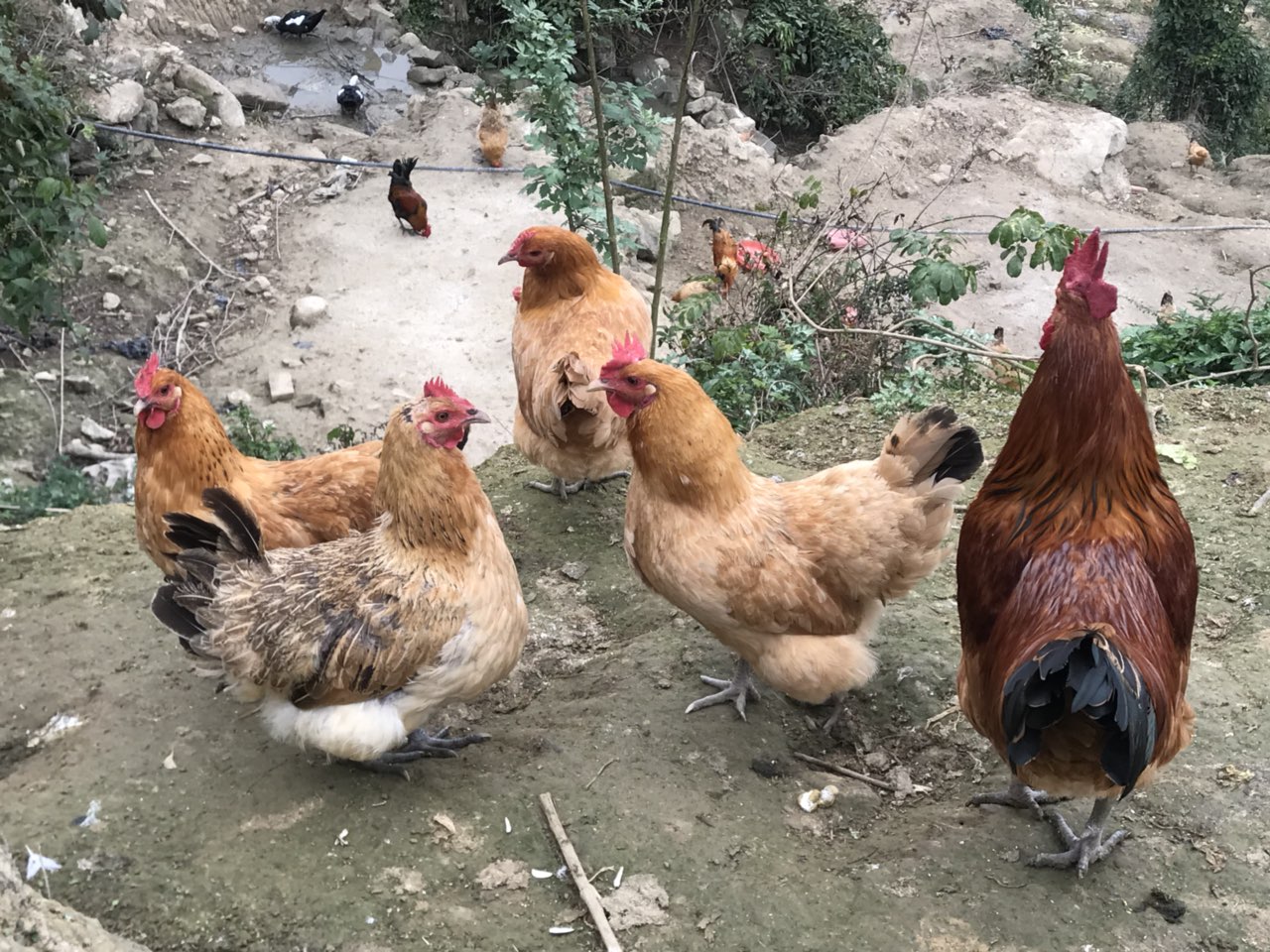 纯生态高山放养跑山土鸡土鸡蛋