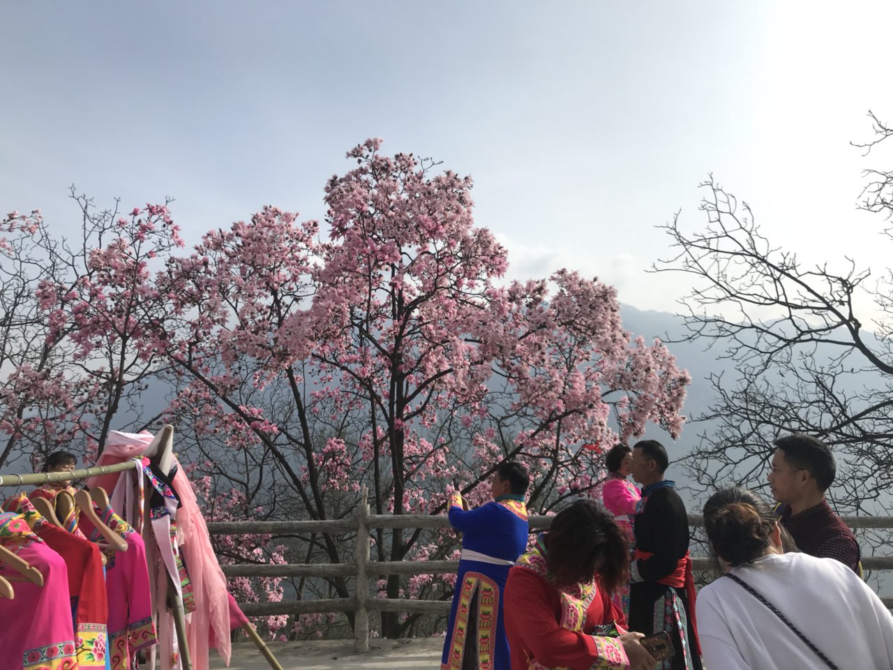 天吶!九皇山居然有這麼多辛夷花