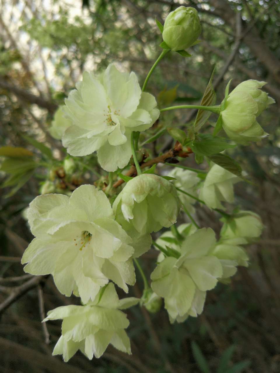 浅绿色的樱花 - 江油论坛,因你更精彩!