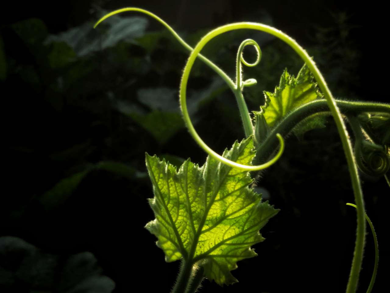 秋天的南瓜藤须