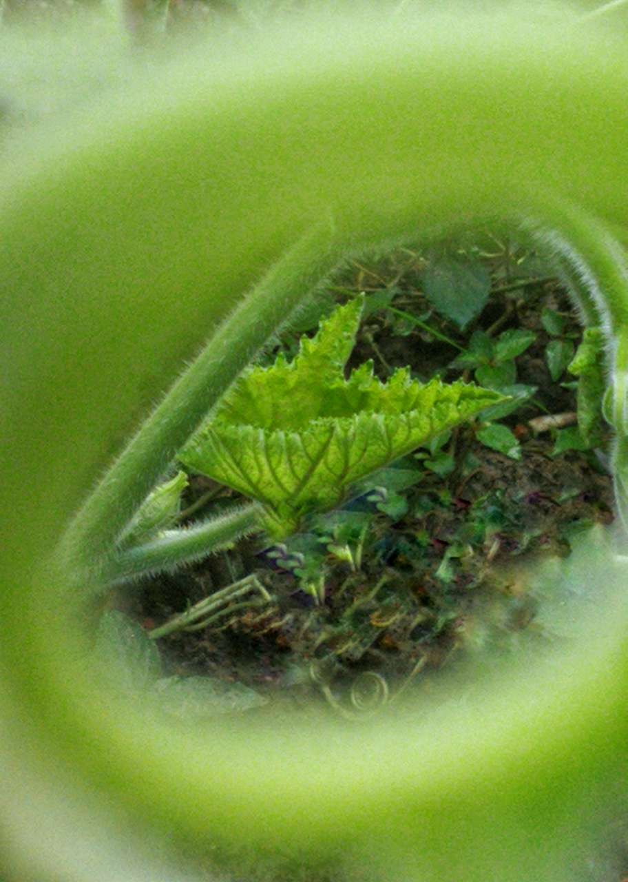 秋天的南瓜藤须