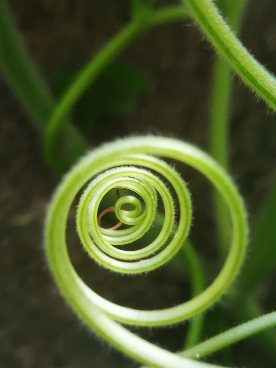 秋天的南瓜藤须