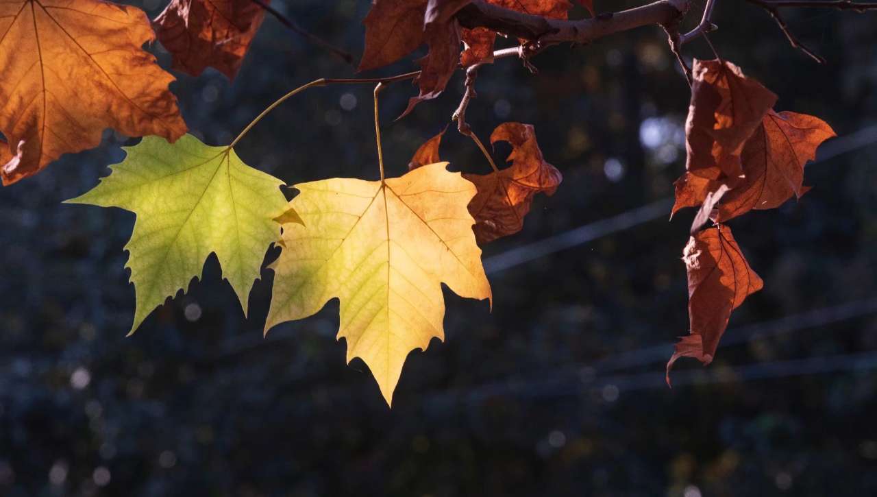 梧桐林的色彩盛晏一一老坪村