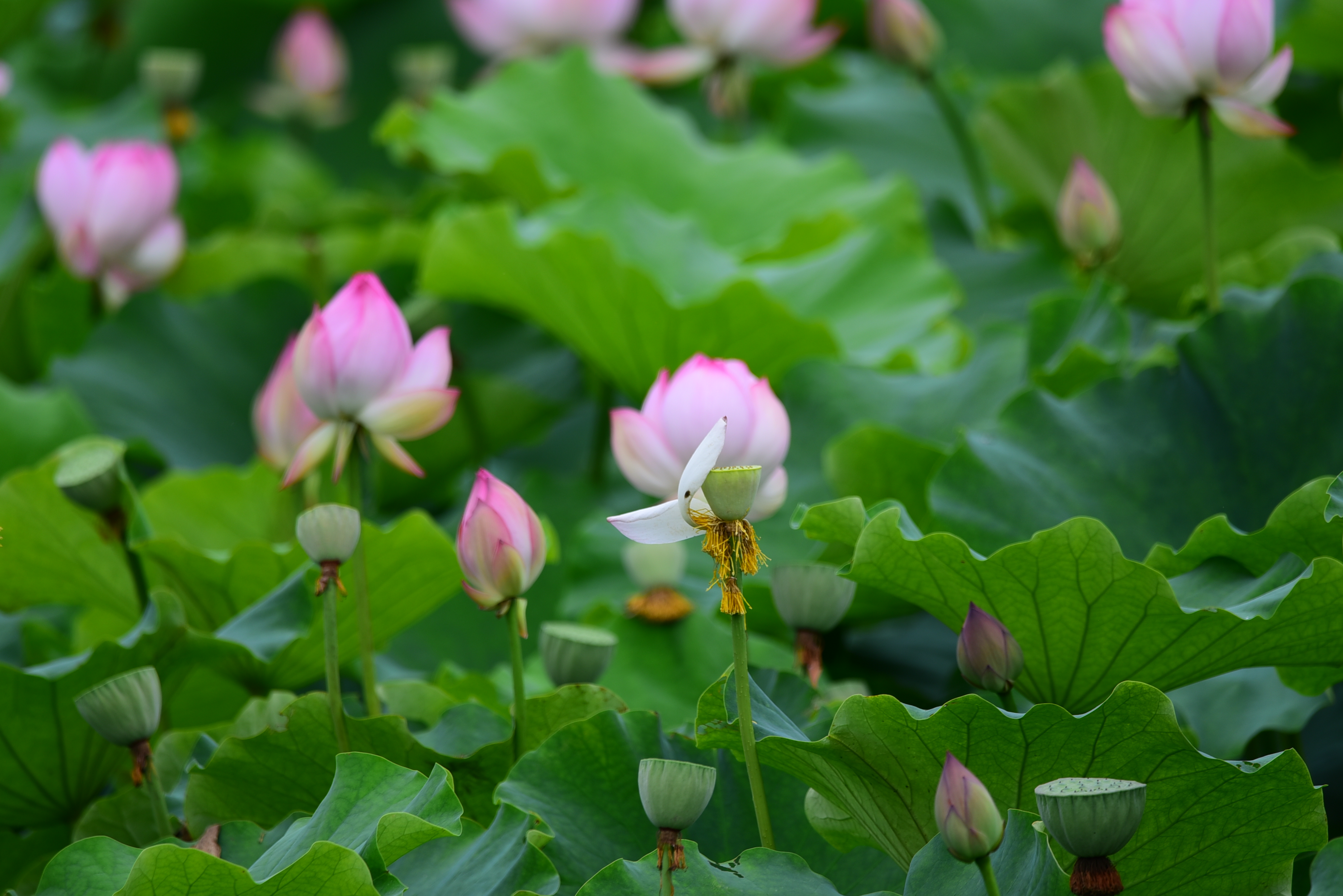 青莲荷花 - 江油论坛,因你更精彩!